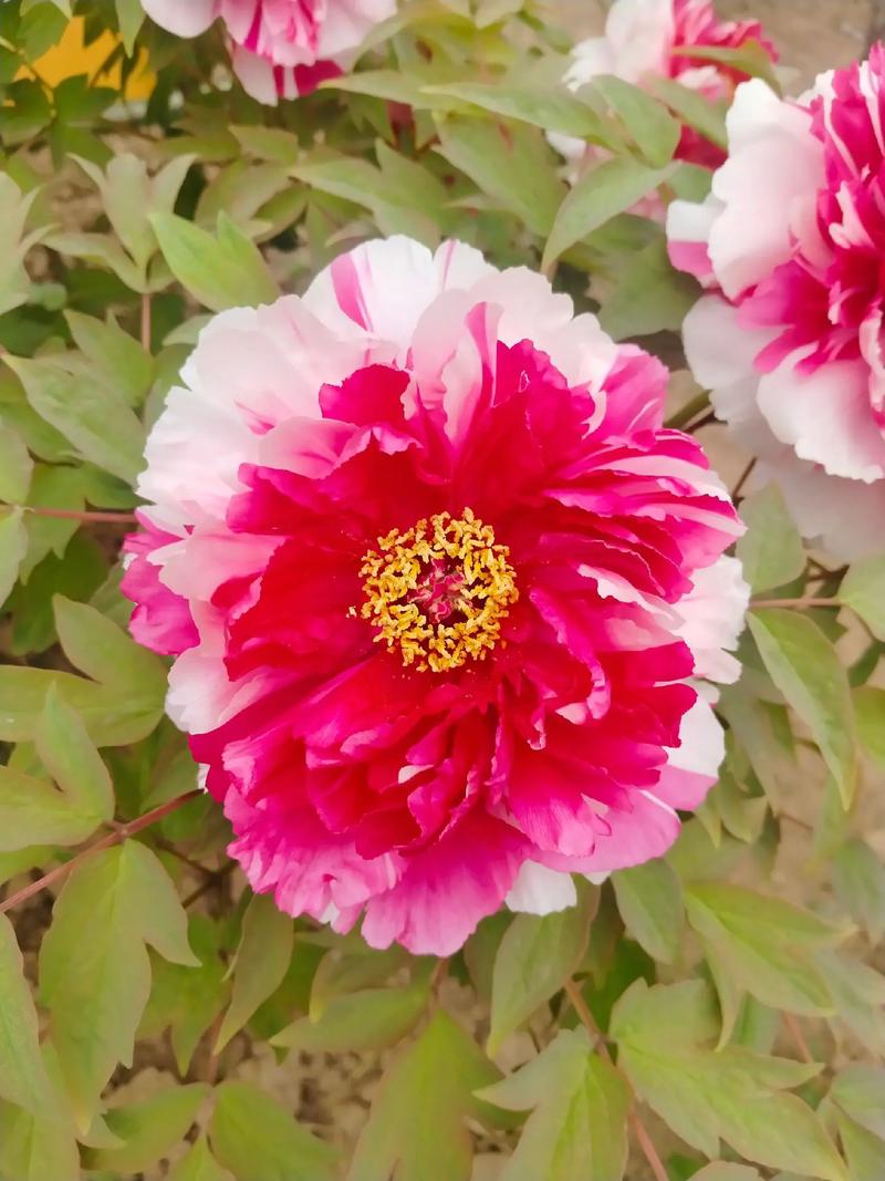 山東菏澤牡丹園 牡丹花開，國色天香皆是春