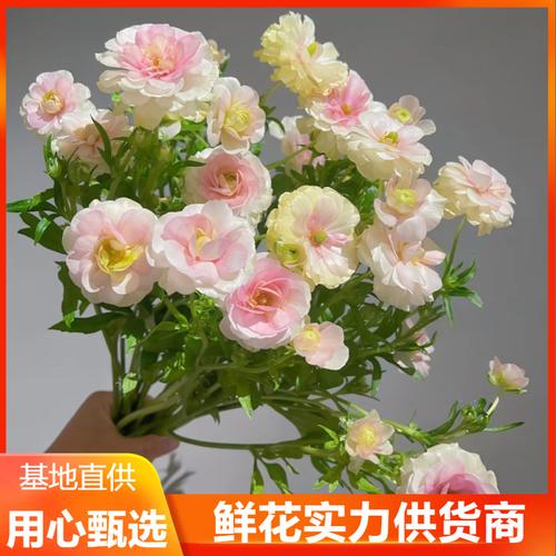洛陽四月天 牡丹鮮花全攻略，品牌廠商與評選賞花指南