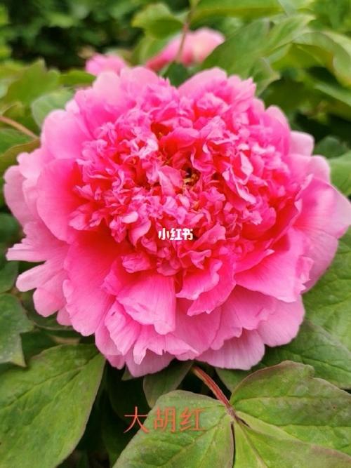 菏澤宏德牡丹芍藥鮮切花 國色天香的鮮花傳奇
